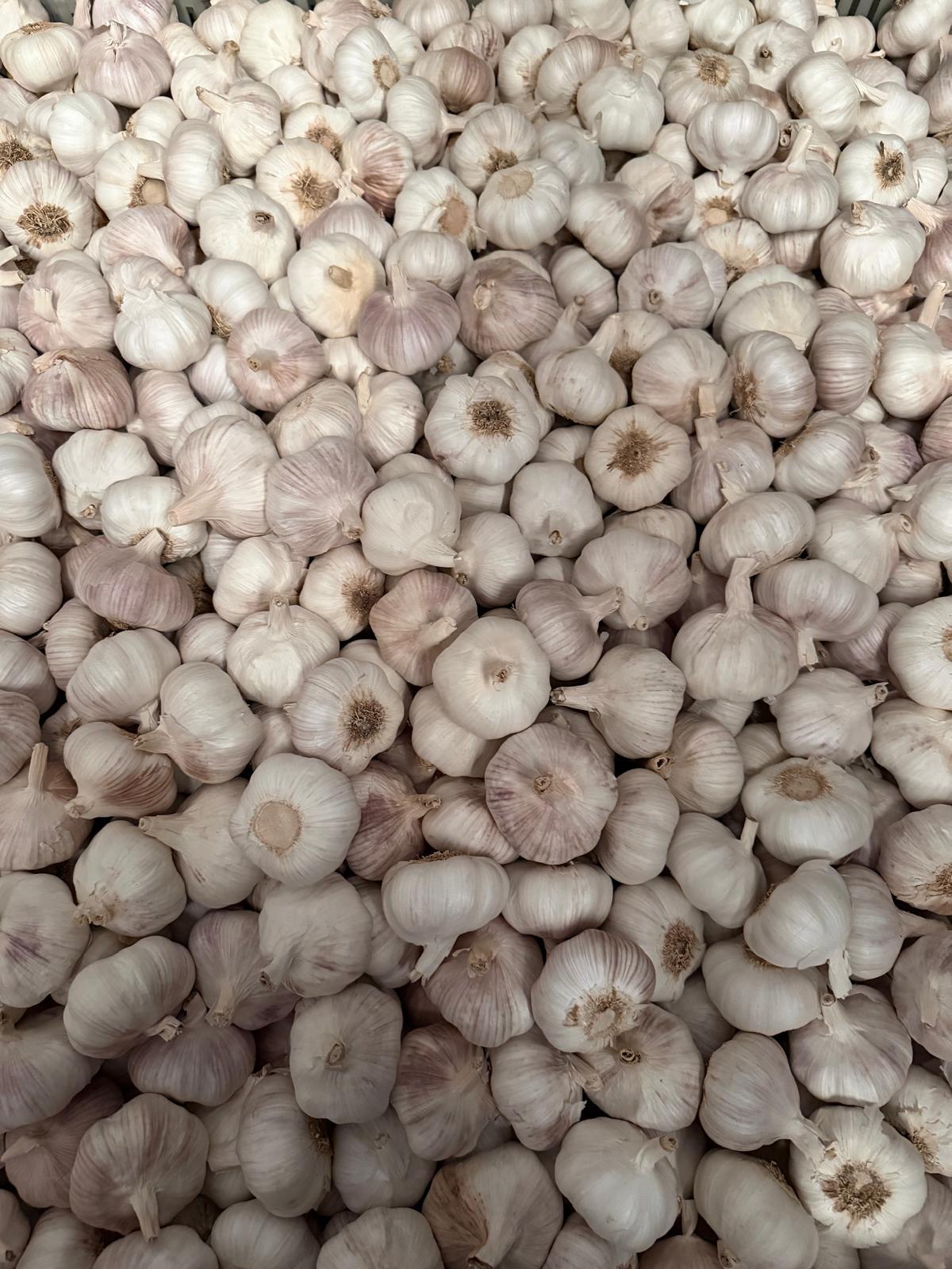 Cabezas de ajo de la Vega de Granada
